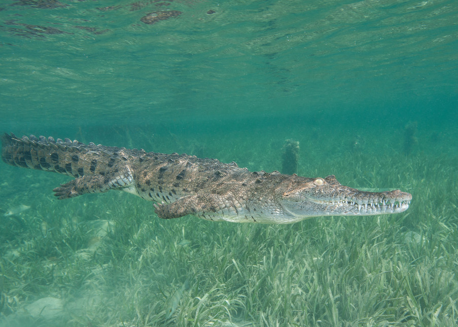 American Crocodile Swimming, Gardens of the Queen, Cuba