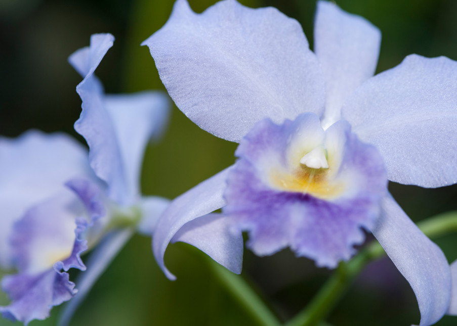 Orchids, Garden of the Sleeping Giant, Nadi, Fiji