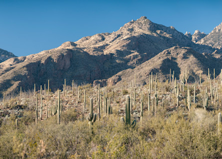 Saguaro Cactus Pano, Sabino Canyon, Tucson, Arizona