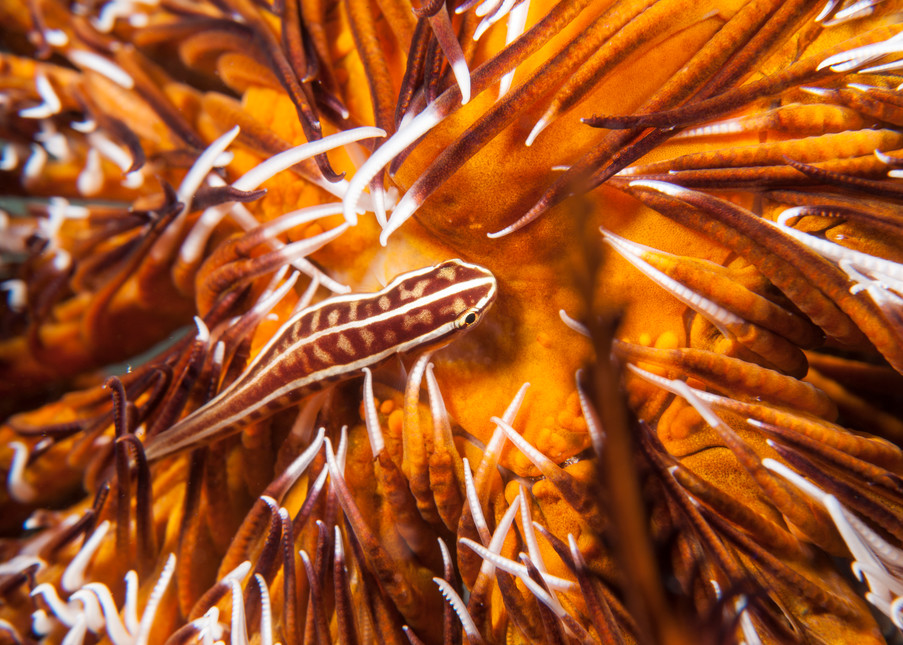 Crinoid Clingfish in Feather Star, Raja Ampat, Indonesia