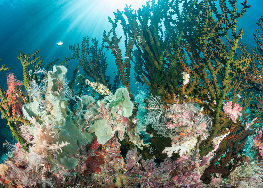 Scrawled Filefish & Black Sun Corals, Raja Ampat, Indonesia