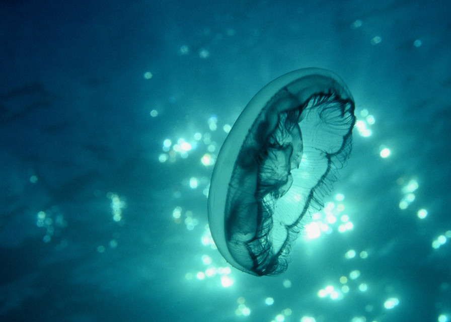 Allies ar test answers picture