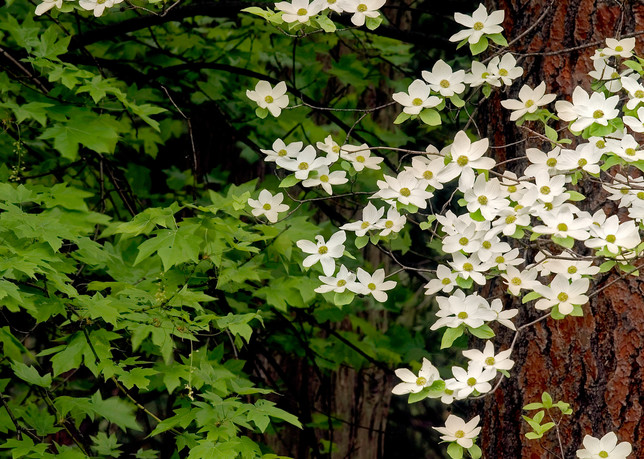 Dogwood in Bloom