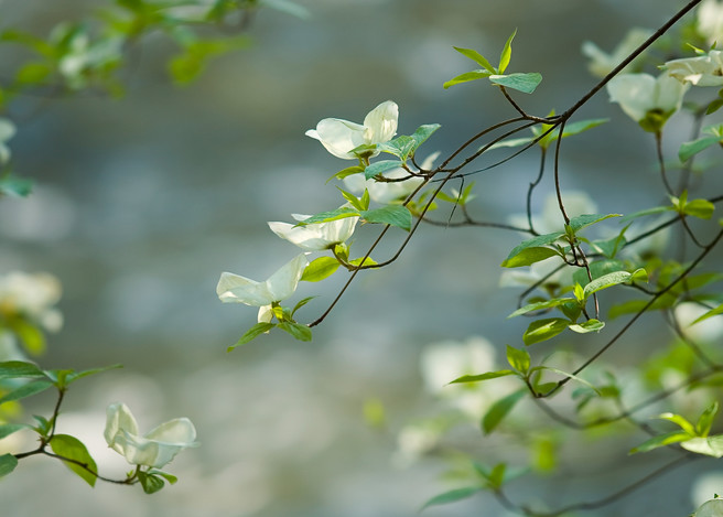 Dogwood Blossoms