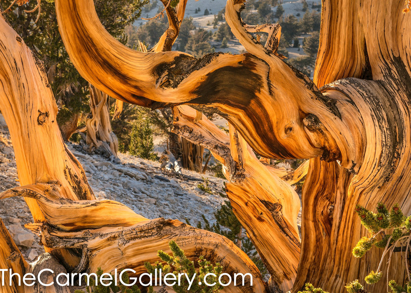 Autumn Sun, Bristlecone Pine