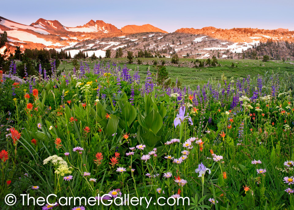 Colors of Summer, High Sierra