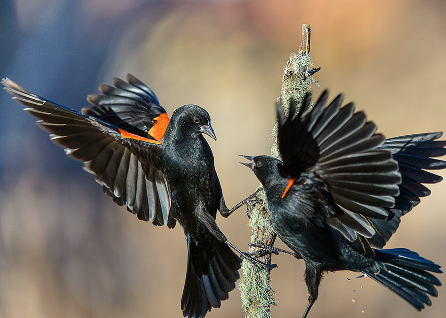 Red Winged Blackbirds Fighting Art | Fine Art New Mexico