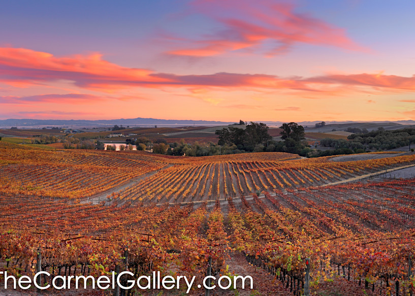 Wine Country Colors