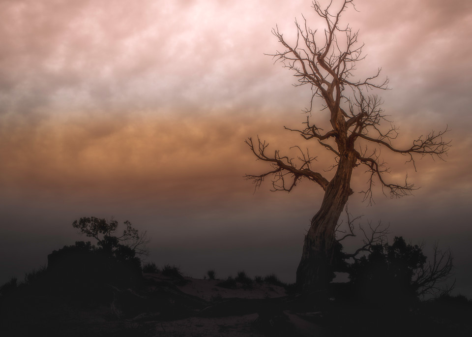Monument Tree Photography Art | JL Grief Fine Art Photography