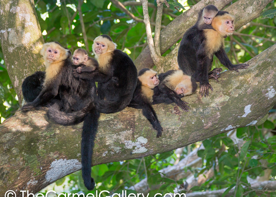 Rain Forest Monkey Family