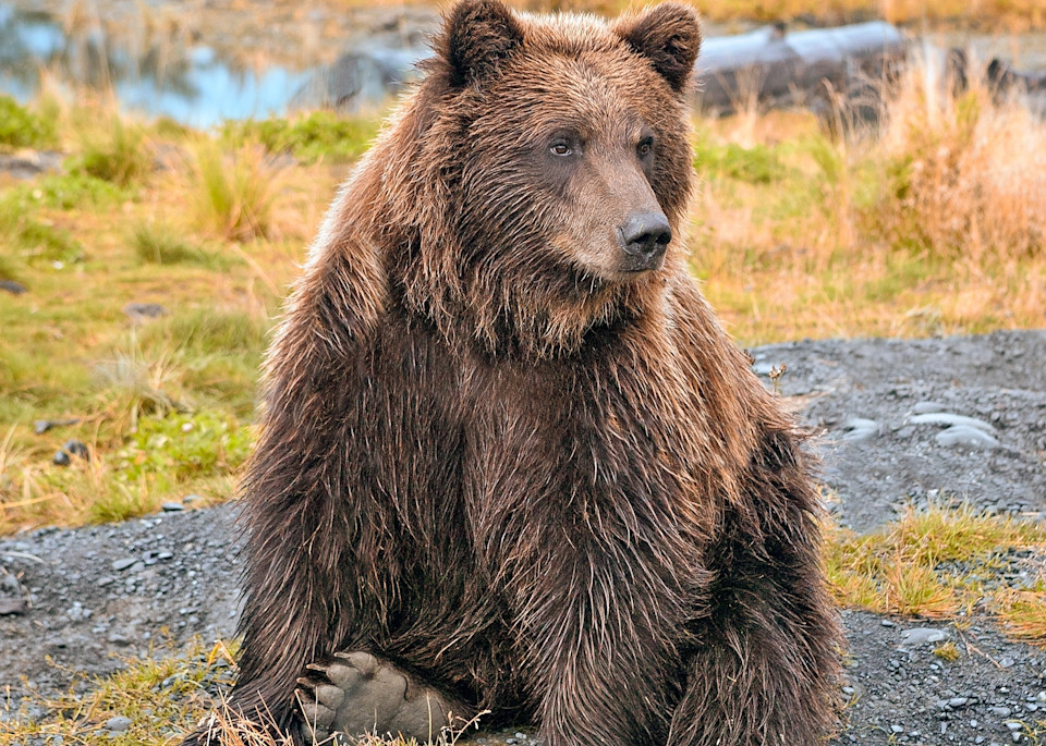 Bear Yearling II