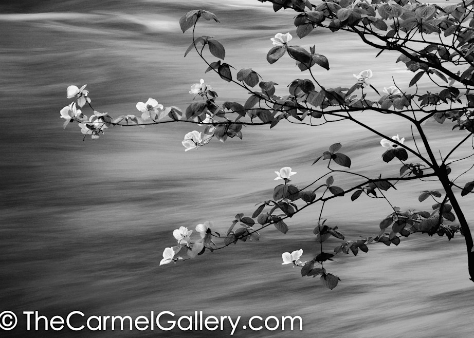 First Light Spring Blossoms BW