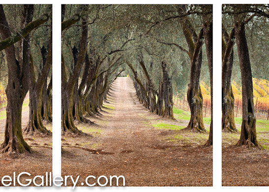The Olive Grove Path ALL