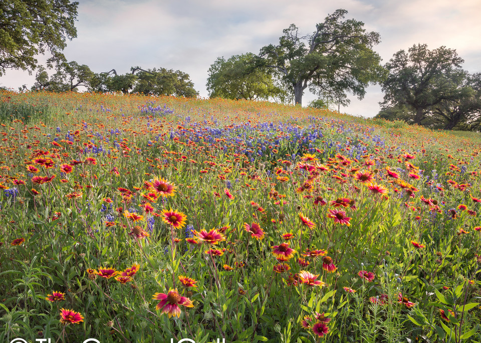 Wildflowers, Texas Hill Country