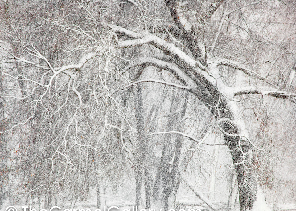 Oak and Winter Storm