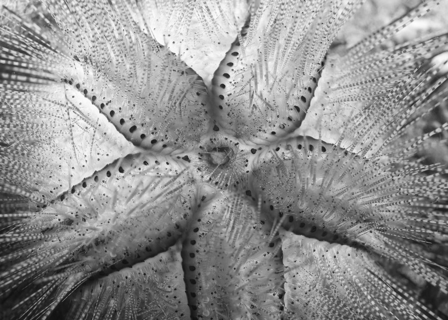 Spiny Sea Urchin BW, Anilao, Philippines