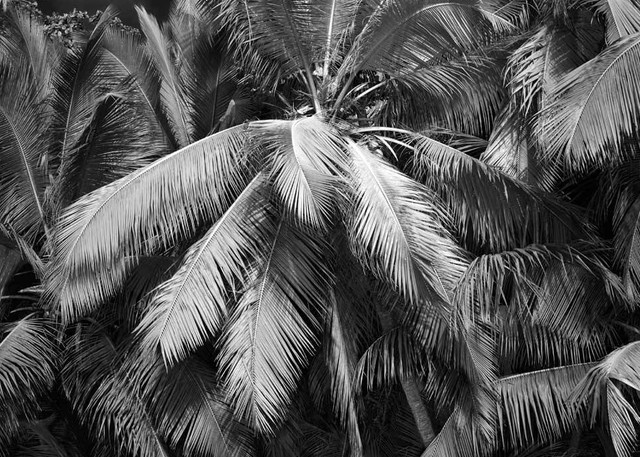 Gibney Beach Palm Photography Art | DE LA Gallery