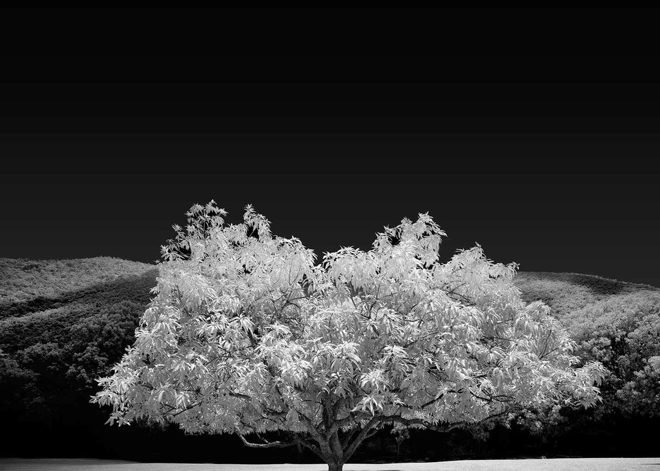 Illumni Mango  Photography Art | DE LA Gallery