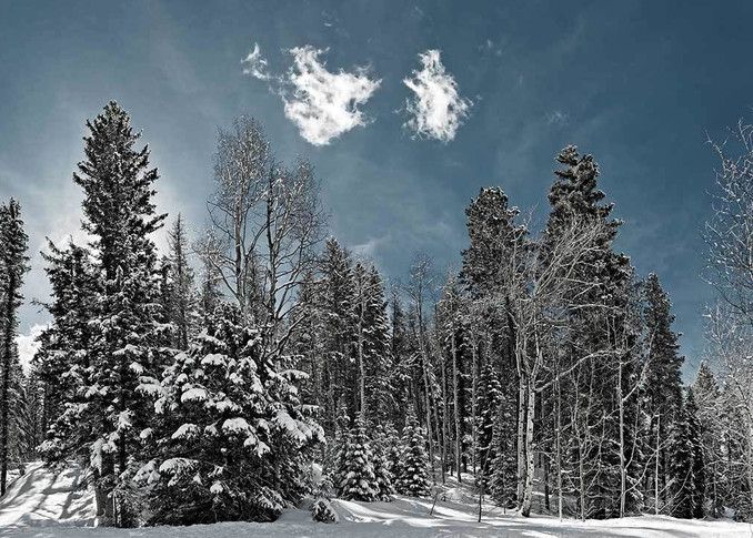 Snow Forest Photography Art | DE LA Gallery