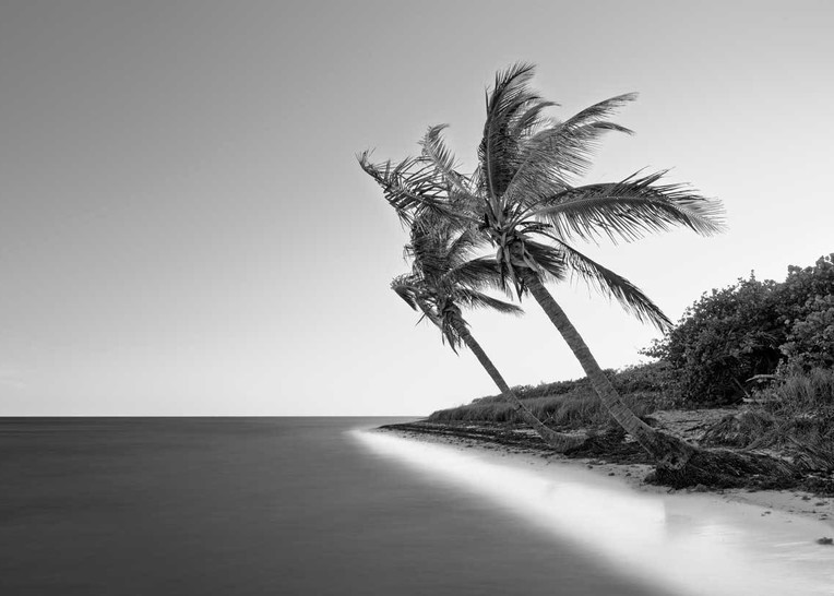 Bahia Honda Palm Trees
