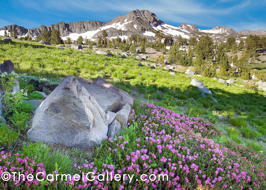 Carson Pass Wildflowers Art | The Carmel Gallery