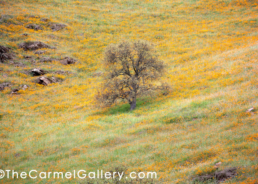 Lone Oak And Poppies Ii Art | The Carmel Gallery