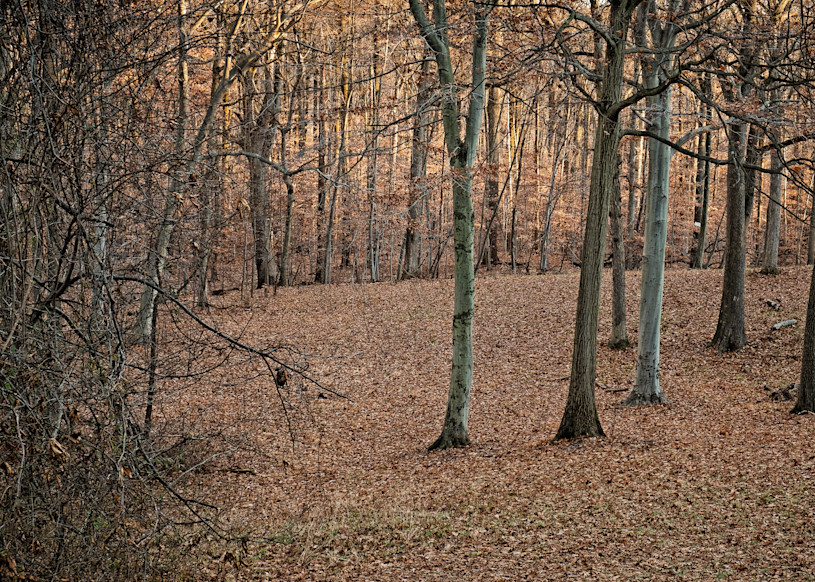 Behind Greenwood   Autumn Photography Art | David Frank Photography