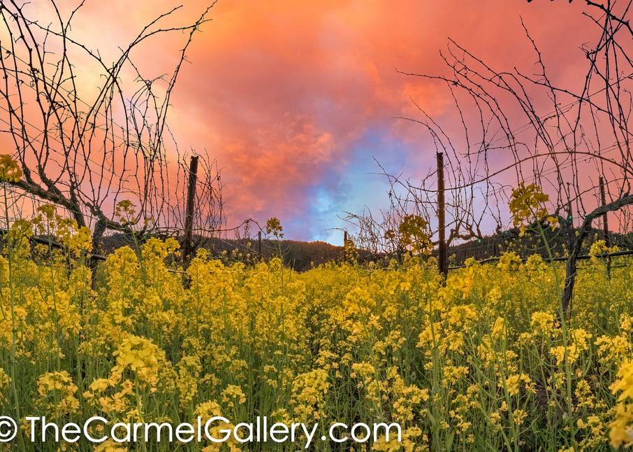 Watercolor Sunset Art | The Carmel Gallery