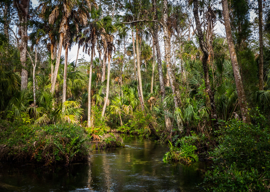 Chassahowitzka River Florida, Florida Landscape Photography