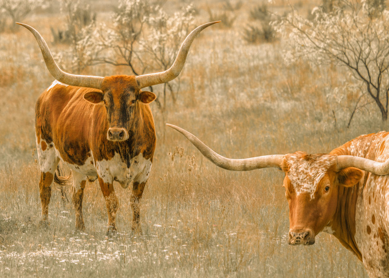 Texas, Longhorn, cattle