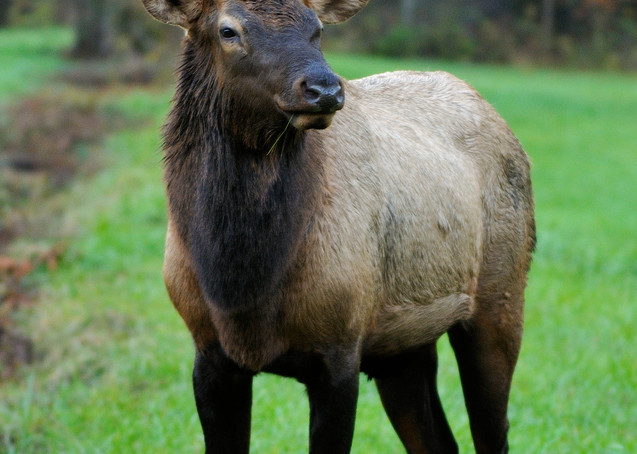 Elk Bull (Cervus elaphus)