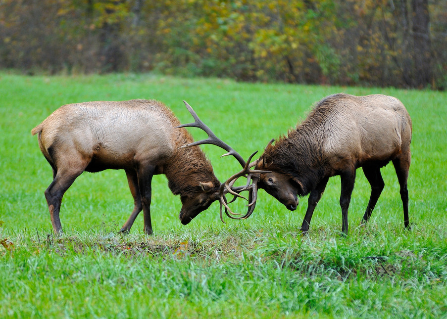 Elk Bulls (Cervus elaphus)