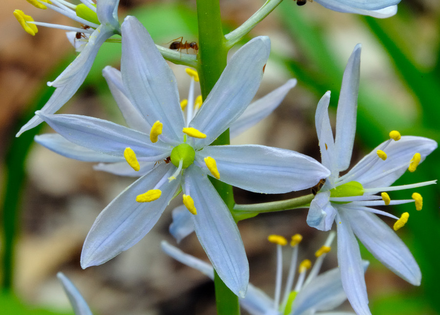 Wild Hyacinth (Camassia scilloides)