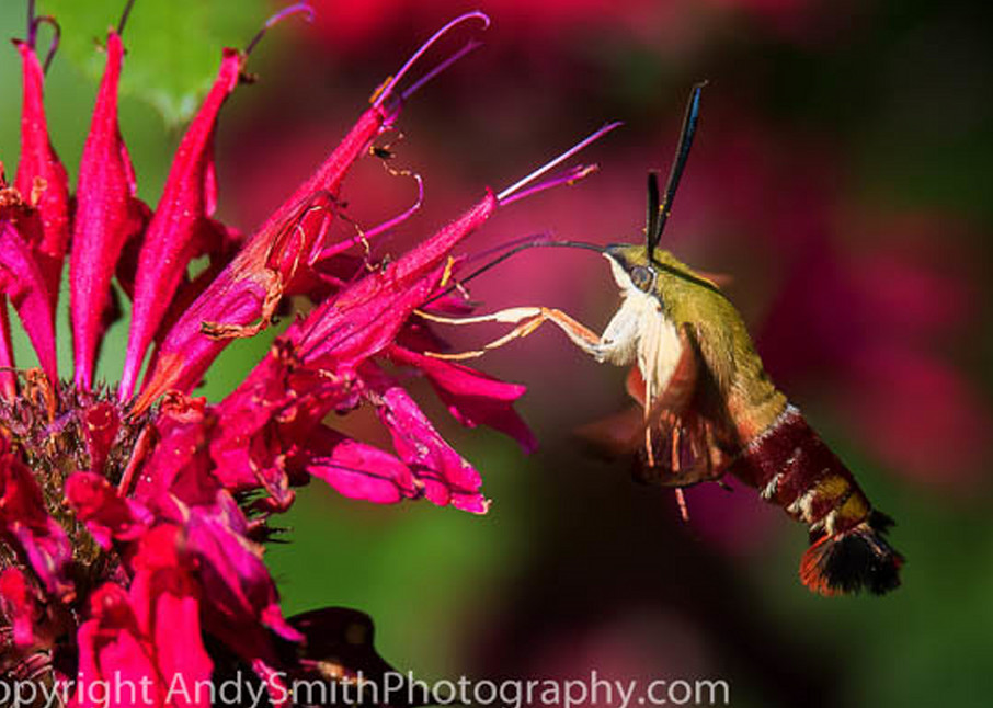 Hummingbird Moth Feeding Eastern  fine art photograph
