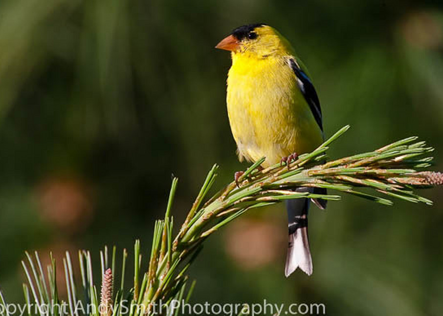 american goldfinch fine art photograph