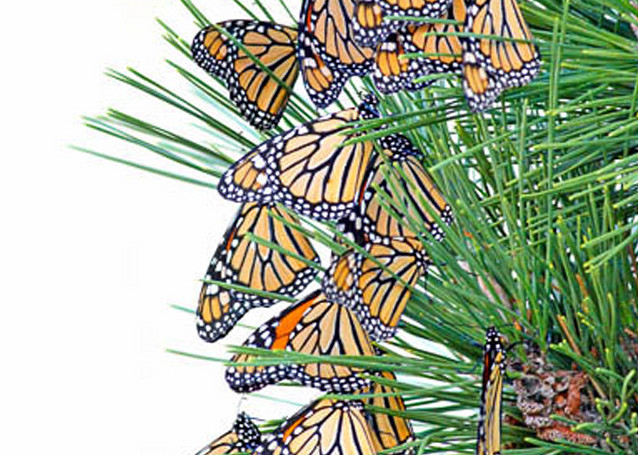 Monarchs in Migration fine art photograph