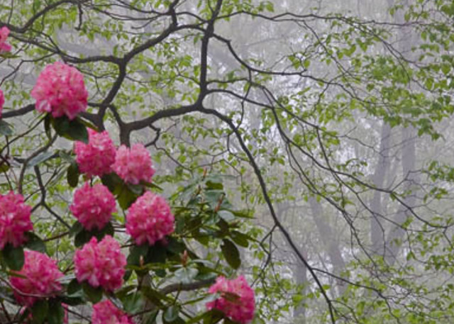 fine art photograph of Rhododendron on a Foggy Morning