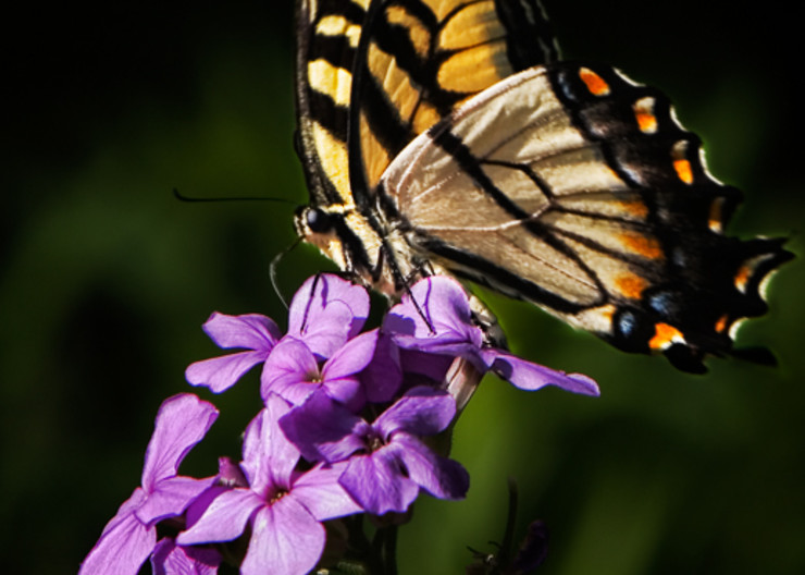 Eastern Tiger Swallowtail fine art photograph