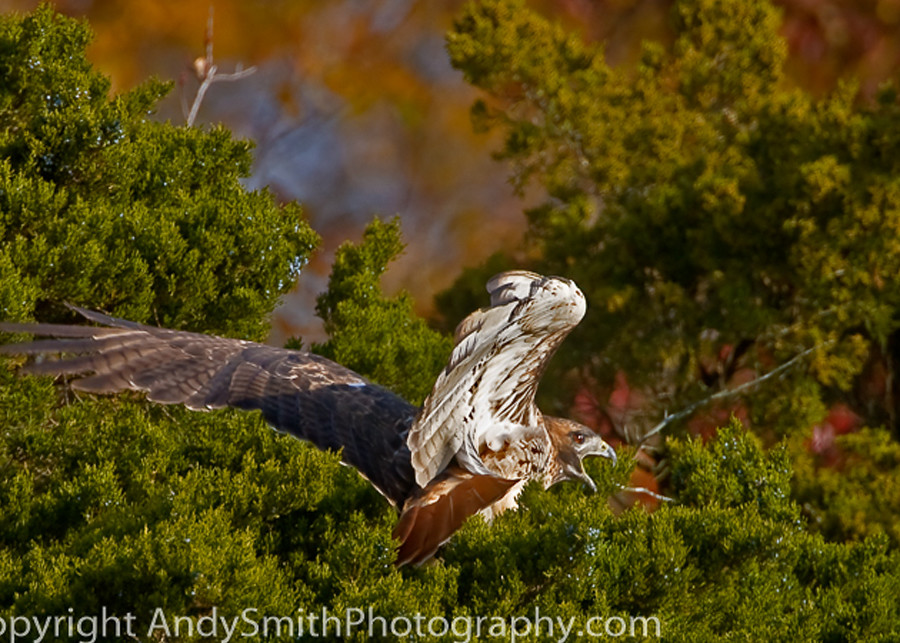 Red-tailed Hawk Taking Off fine art photograph
