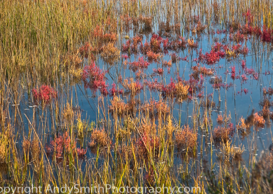 Salt Marsh in the Fall fine art photograph