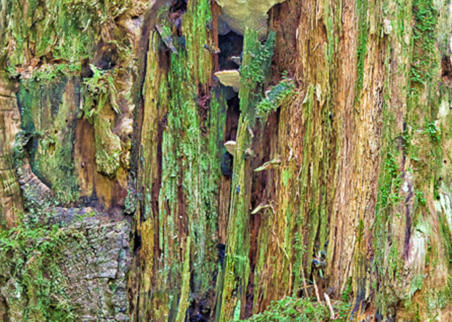 fine art photograph of Moss and Mushrooms