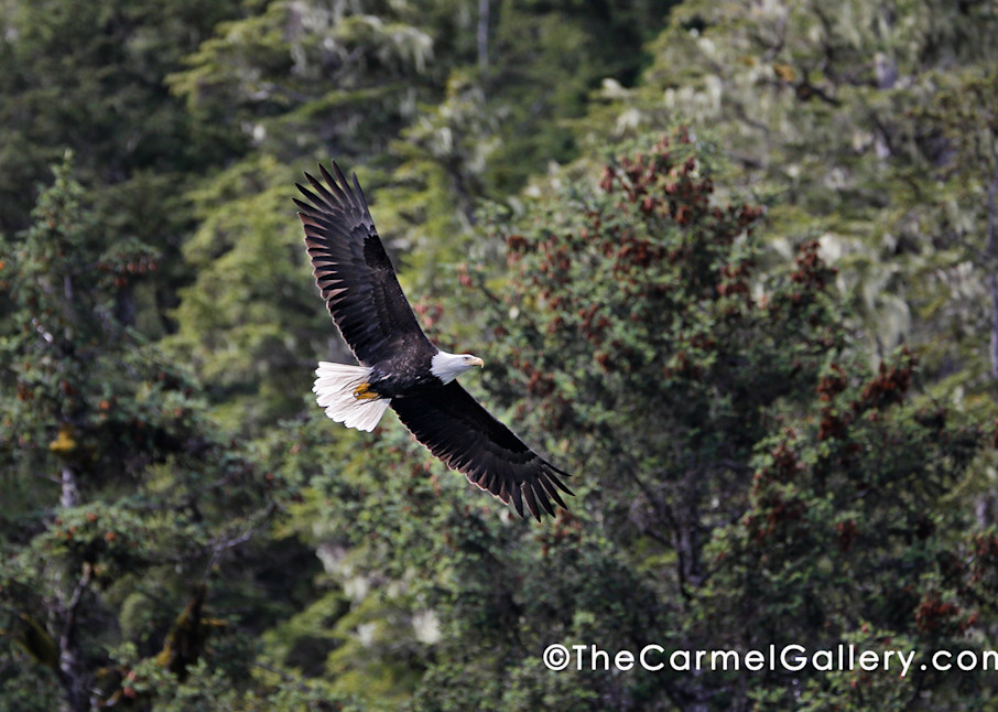 Soaring Eagle Art | The Carmel Gallery