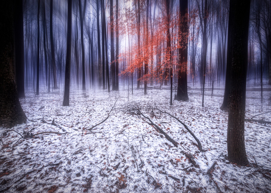 Tranquil, a tree with red leaves stands out in the snowy woods