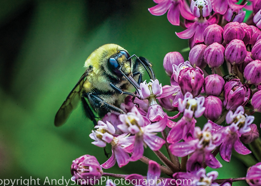 fine art photograph of Bumblebee on Pink Butterfly Weed