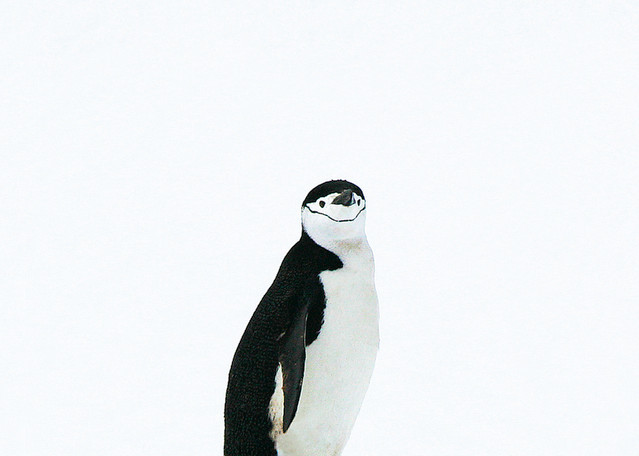Penguins 122 Art | Cheng Yan Studio
