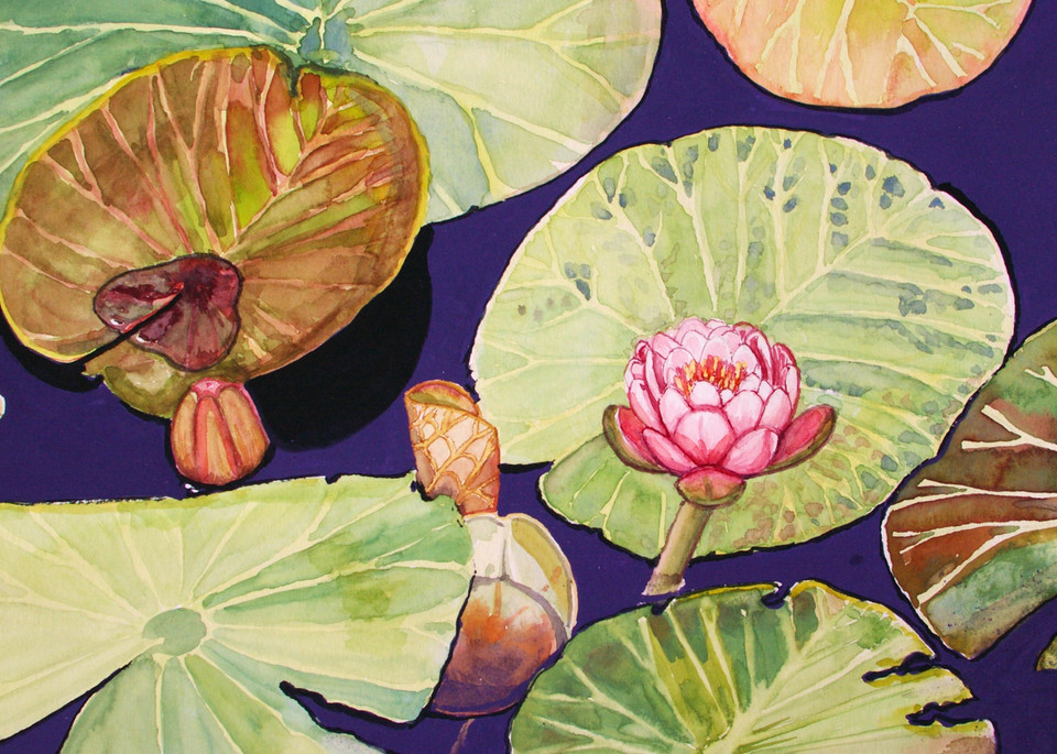 Emerging Water Lily Art for Sale