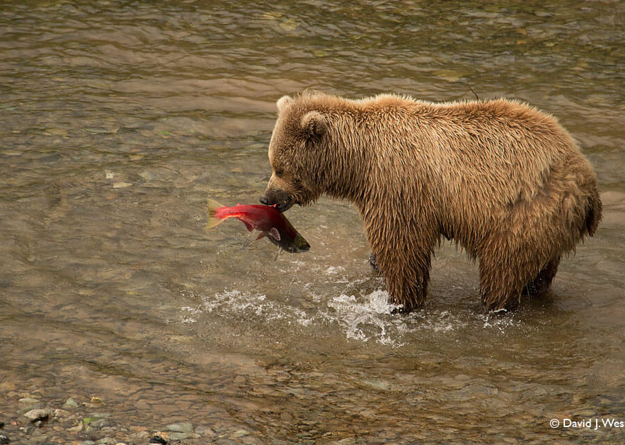Bear with Salmon