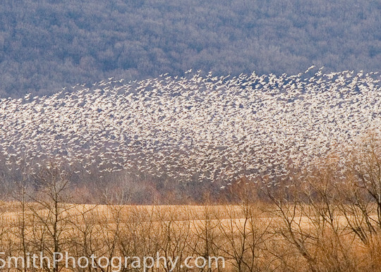 Fine ARt Photograph of Snow Geese over Cornfield at Middle Creek Wildlife Management Area