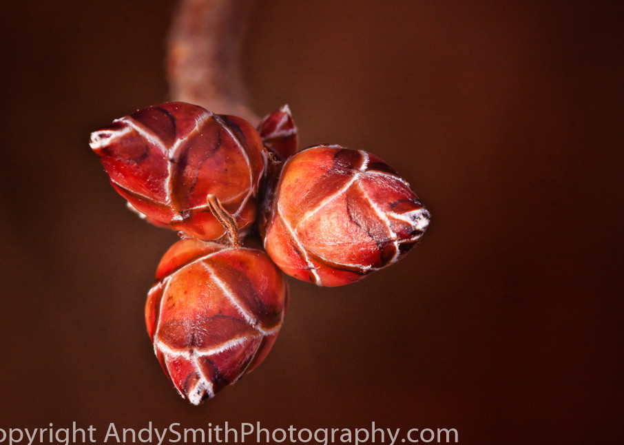 fine art photograph of rhododendron buds in Jenkins Arboretum