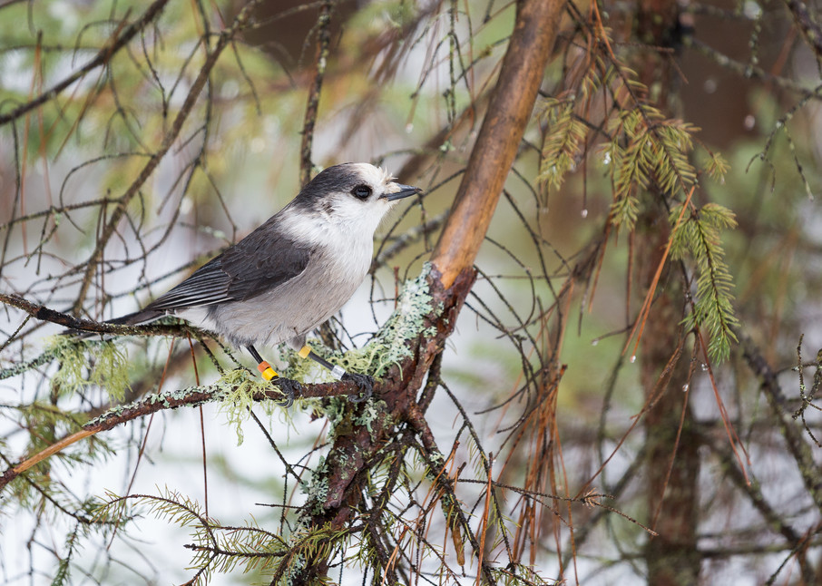 Gray Jay perched in a tree